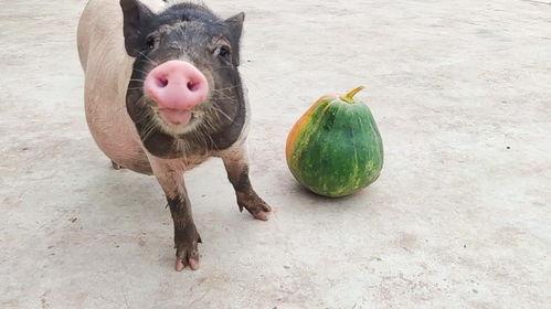 猪吃的瓜,田园生活乐无边