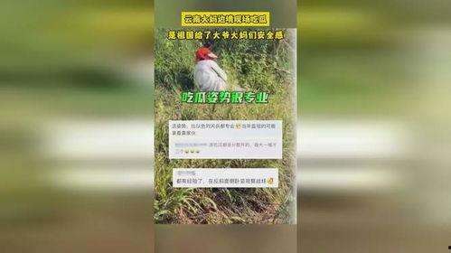 边境吃瓜云南大妈,见证边陲风情与人间烟火