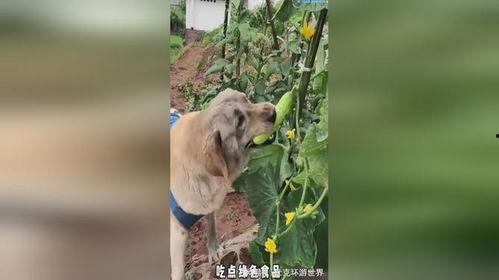 吃瓜小狗现场教育视频,揭秘娱乐圈那些不为人知的秘密