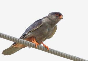 阿隼吃瓜,揭秘娱乐圈背后的秘密与真相