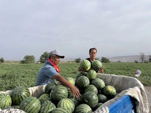 吃瓜最快的社区,揭秘吃瓜最快的社区传奇