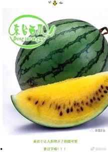 夏天吃地球瓜,地球瓜的清凉诱惑