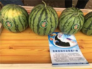 湖北襄阳农村吃瓜,瓜果飘香，共享田园时光