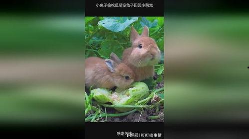 兔兔可以吃的瓜,盘点适合兔子的各种瓜类美味