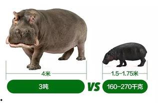 带你吃瓜鳄鱼,鳄鱼界的“吃瓜群众”