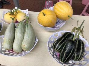 吃瓜仔今天的瓜甜吗,吃瓜仔的甜蜜体验分享