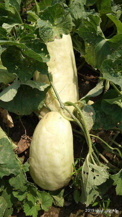 江西骚瓜怎么吃