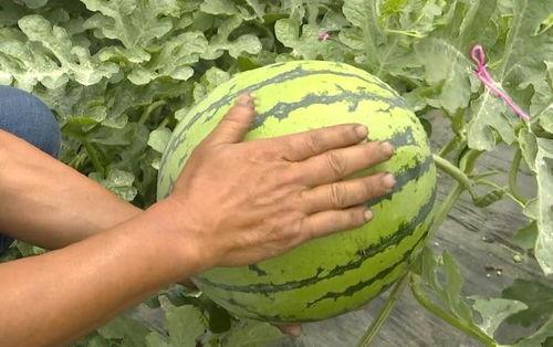 吃瓜群众快来猜