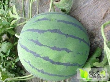 地雷瓜吃货,探寻神秘果实的独特魅力