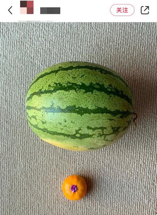 中国网友吃瓜多,瓜田里的“吃瓜群众”