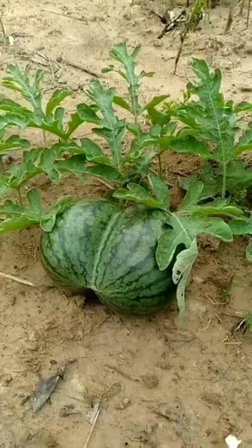 吉祥瓜怎么吃,解锁美味与吉祥的双重享受