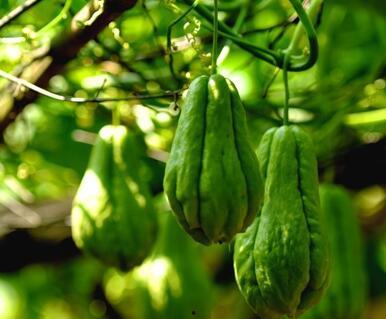 吃秋瓜坏处,揭秘秋瓜坏处与养生之道