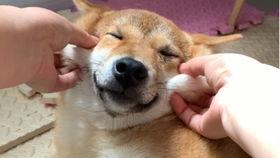 当狗子吃瓜,揭秘宠物界的趣味瞬间