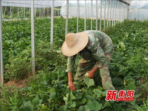 土桥中学吃瓜,揭秘校园里的“瓜田”风云