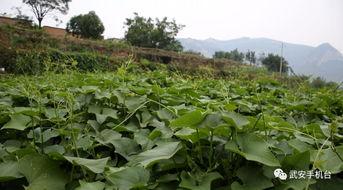 聚英河畔吃瓜,夏日吃瓜盛宴，畅享清凉时光