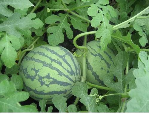 白沟吃瓜,揭秘当地特色美食与民间故事